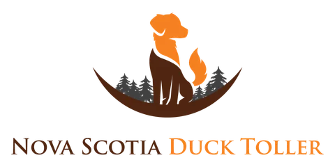 Nova Scotia Duck Tolling Retriever